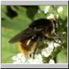 Merodon equestris - Narzissenschwebfliege 32.jpg